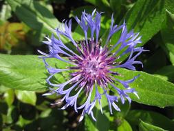 violet Cornflower Summer