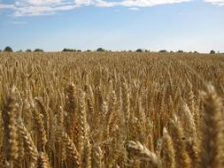 ripe wheat field on a sunny day