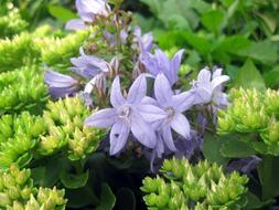 ravishing violet Flower