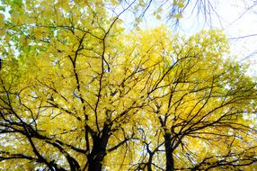 Autumn Golden Trees forest