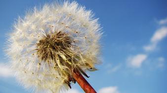 incredibly beautiful Dandelion Seeds