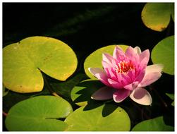 ravishing Lily Water Pink