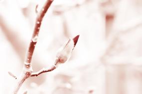 Spring white new Bloom