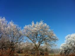 Snow Ripe Tree