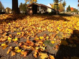 Autumn Transience Cemetery