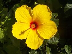 Hibiscus Yellow Flower