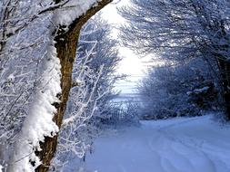 Winter Snowy Trail