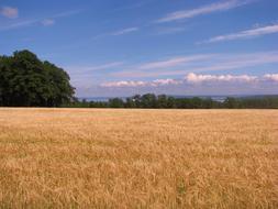 golden summer field on a sunny day