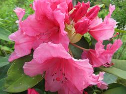 pink bright Flowers Spring