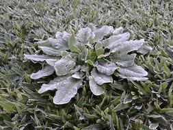 Garden Winter