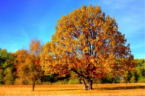 Beautiful landscape with the colorful plants and meadow, in the autumn, under the blue sky with clouds