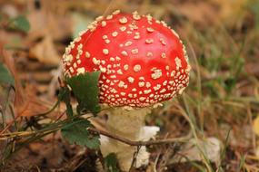 Red Mushrooms Mushroom Fly