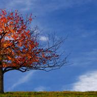 Tree red Leaves at Fall