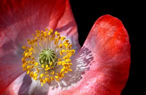 Close-up of the beautiful, red, white, yellow and green poppy flower in light, at black background