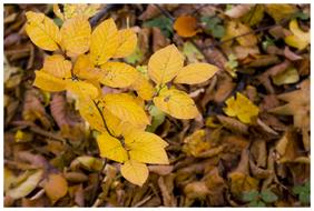 Fall Foliage Leaves