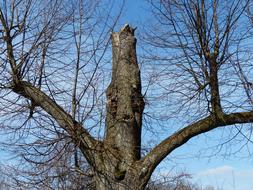 Old Tree Oak branches