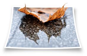 wet leaf on marble