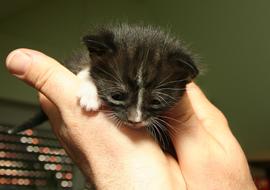 Cute and beautiful, fluffy, black and white kitten on the hands, in light