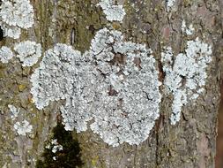 Lichen wood Leaf Braid