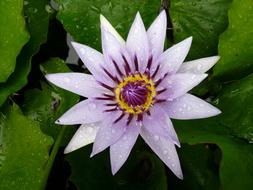 Water Lily Purple flowers