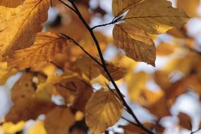 Fall Color Beech Autumn Leaves