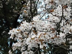 Cherry Blossoms Tree