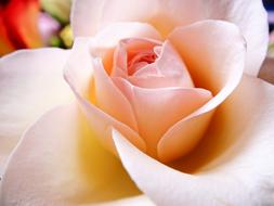 goodly Petal Flower Rose