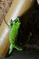 Day Gecko Malagasy Taggecko