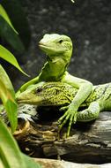 green reptile animal