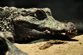 Crocodile Alligator head