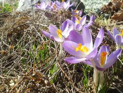 Crocuses Spring in dry grass close up