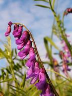 Sky Blue and pink violet flower