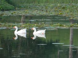 white Duck Mallards in pond