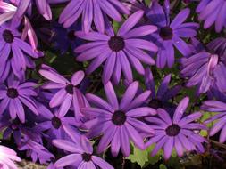 goodly Purple Flowers