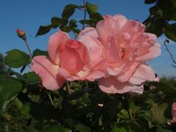 Roses Rose Flowers