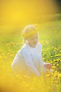 child on Yellow Dandelion Meadow