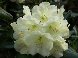 ravishing Yellow Rhododendron