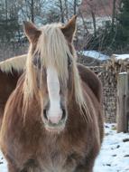 Portrait of the cute, colorful and beautiful horse at the farm with plants, in snow, in the winter