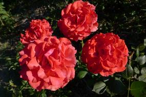 Flowers Rosa