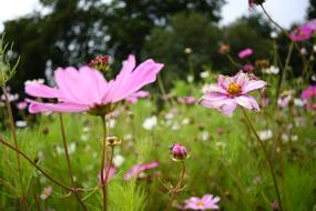Flowers Meadow Summer Wild close-up in blurred background