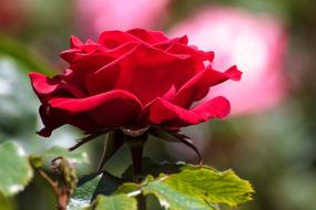 Rose Flowers