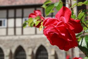 Rose Wall Flowers Red