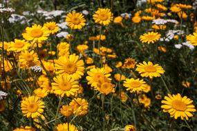 Flowers Garden