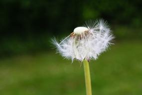 Close-up of the beautiful dandelion flower with half of the seeds