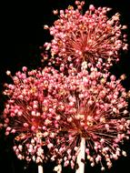 red Dried Flowers Fireworks
