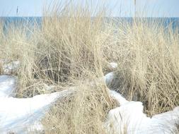 Beautiful landscape with the shrubs among the snow, on the shore of the water