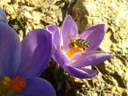 perfect Bee Flower