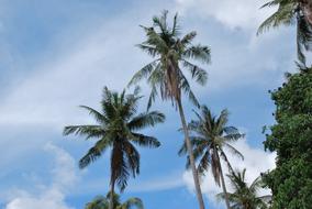 Palm trees at cloudy sky, low angle view