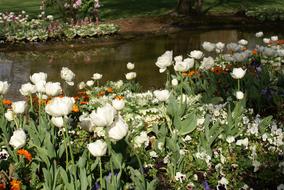 Garden Pond Flowers