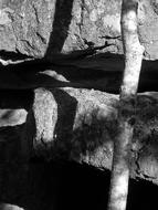 monochrome, shadows, trees, rocks